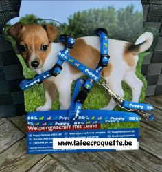 chiot1.jpg