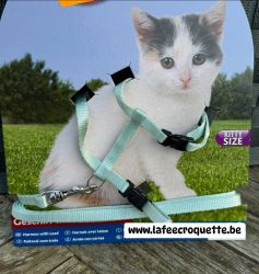 chaton2.jpg