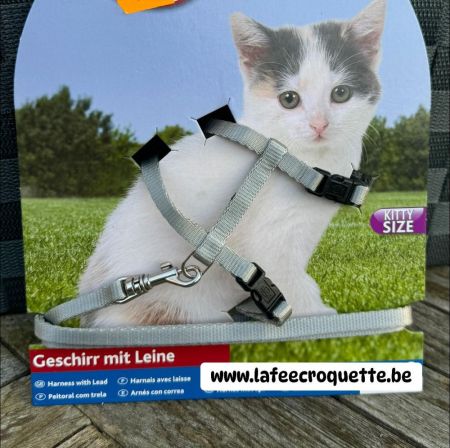 chaton3.jpg