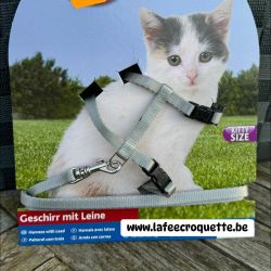 chaton3.jpg