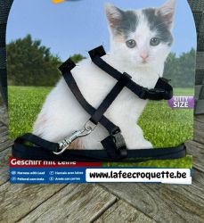chaton1.jpg
